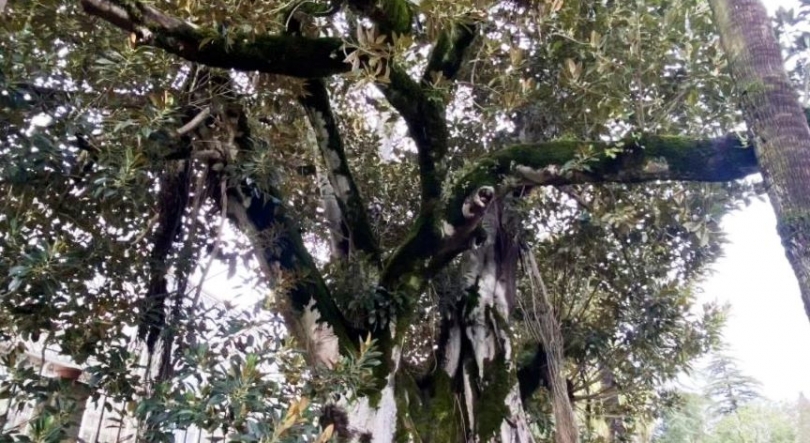 Imagem de Isto Faz-se Por Cá, Gigantes Verdes