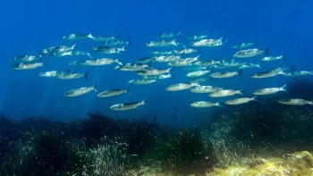 Imagem de “Bomba-relógio”: acidez do mar atingiu níveis críticos