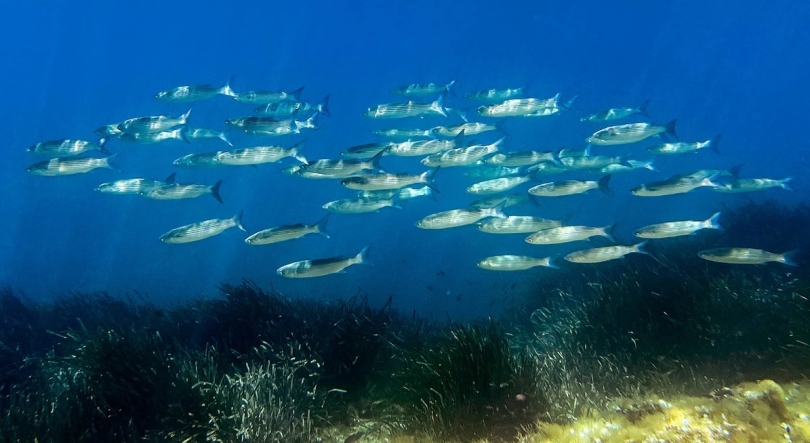 Imagem de “Bomba-relógio”: acidez do mar atingiu níveis críticos