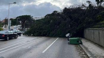 Imagem de Leiria lança plataforma Estragos.pt para reporte de danos
